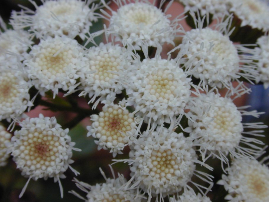 Ageratina Adenophora