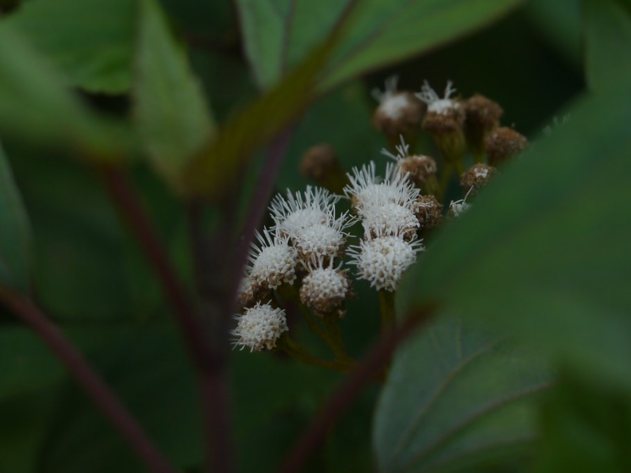Ageratina occidentalis