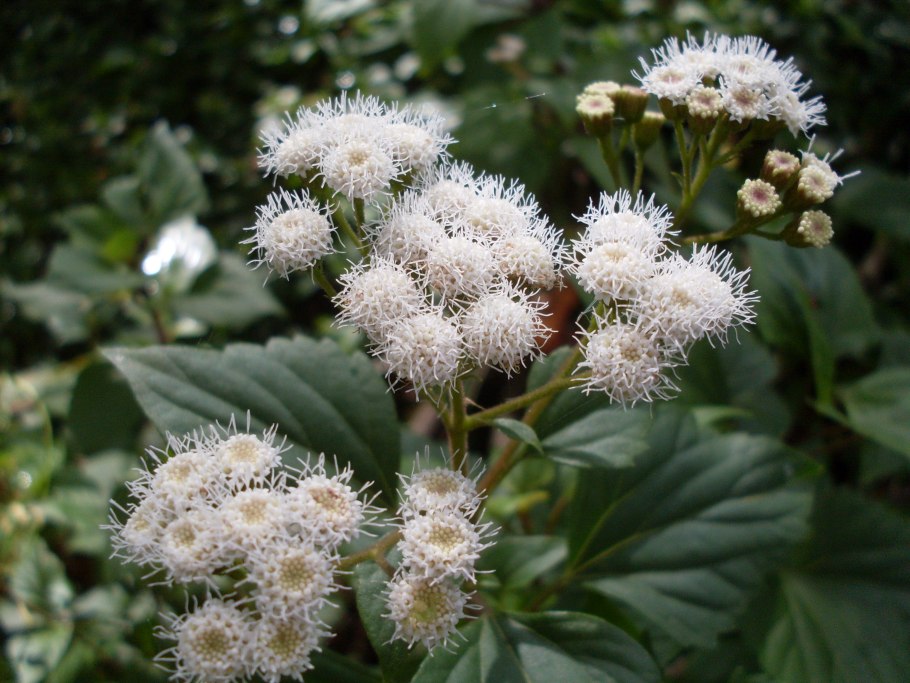 Ageratina Adenophora