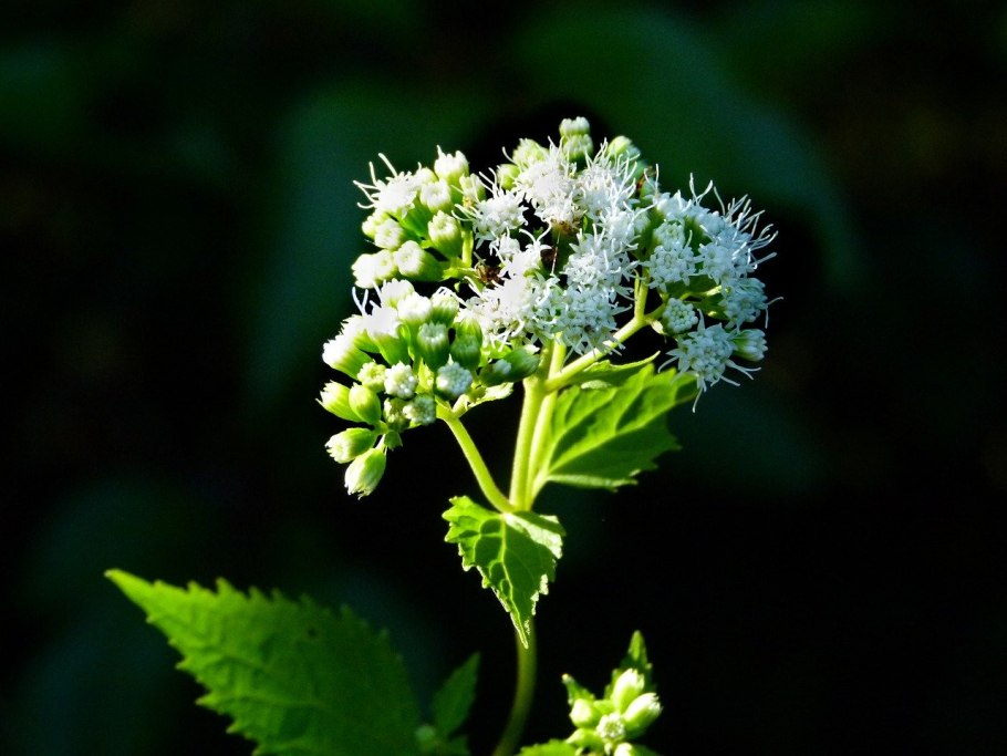 Ageratina Adenophora