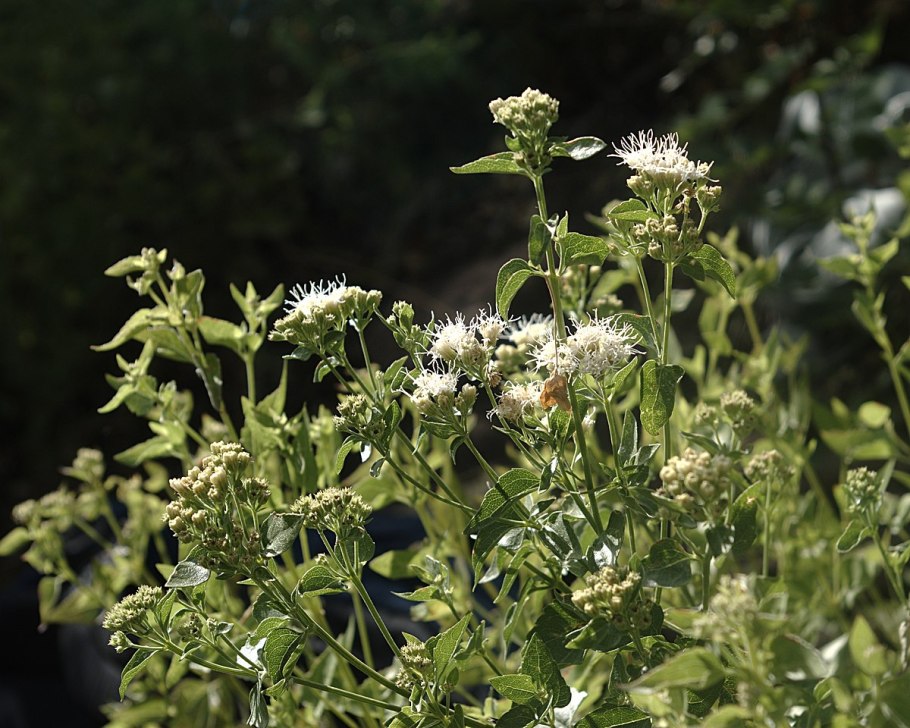 Ageratina azangaroense
