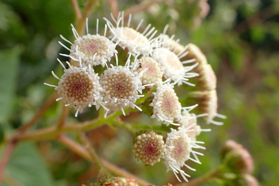 Ageratina Adenophora распространение