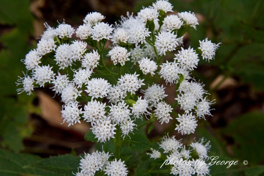 Агератина видео