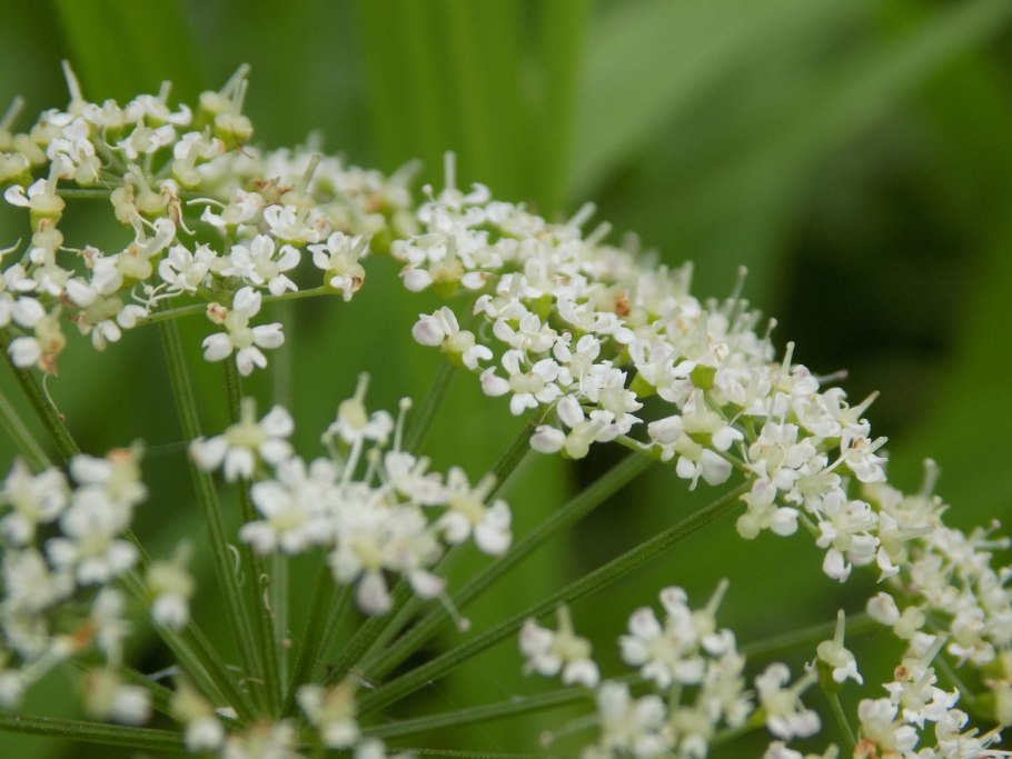 Охапище цветов