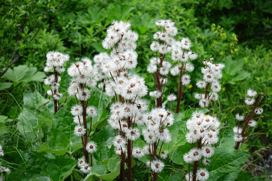 Королевский лист трава