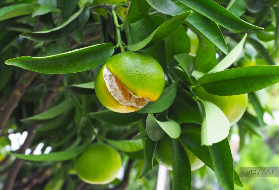 Ламелосия палеостина растеник