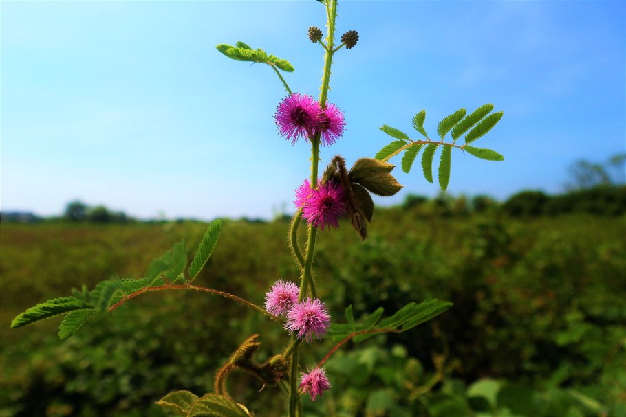 Однодольные листья