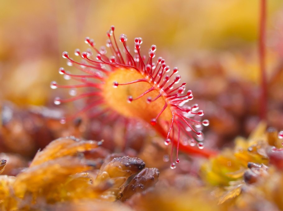 Королевская росянка