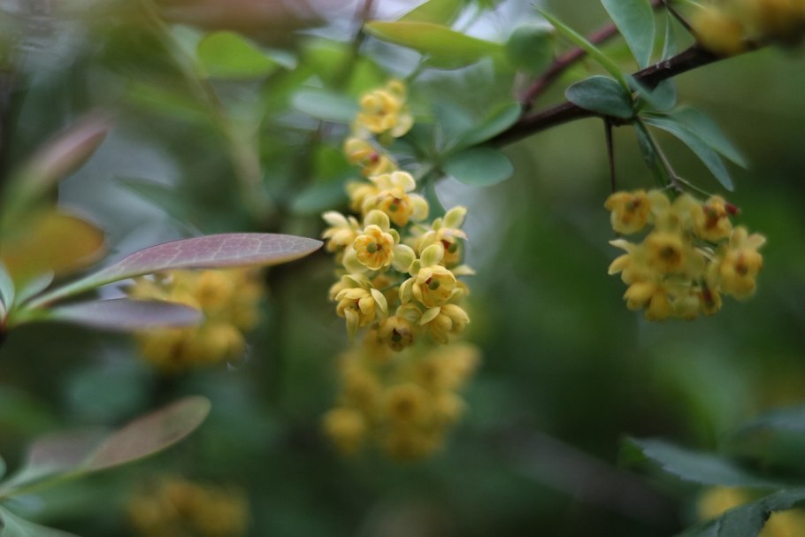Барбарис обыкновенный berberis vulgaris