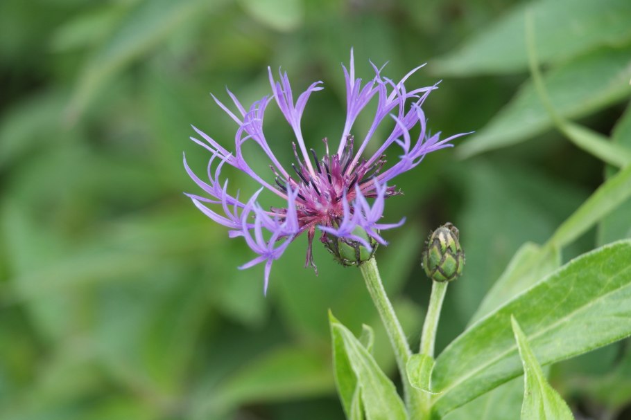 Цветок зеленый с белыми колючками