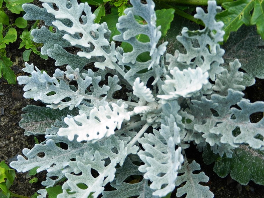 Организм цветет