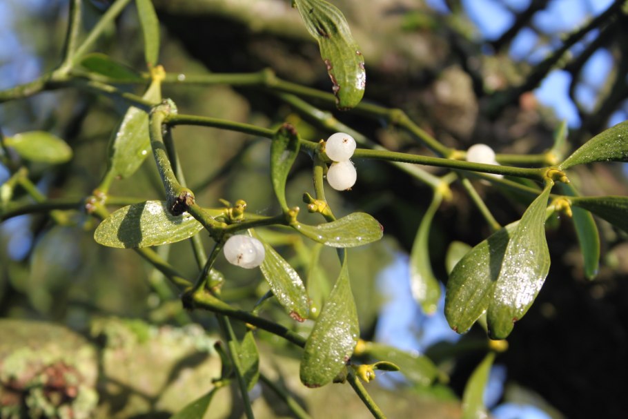 Омела белая