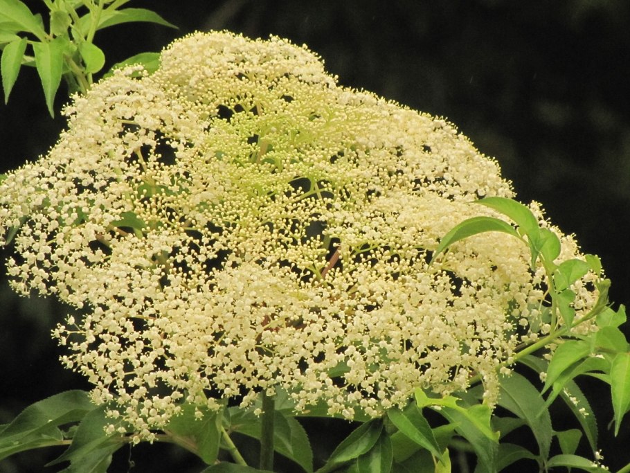 Лизиантус южноафриканский