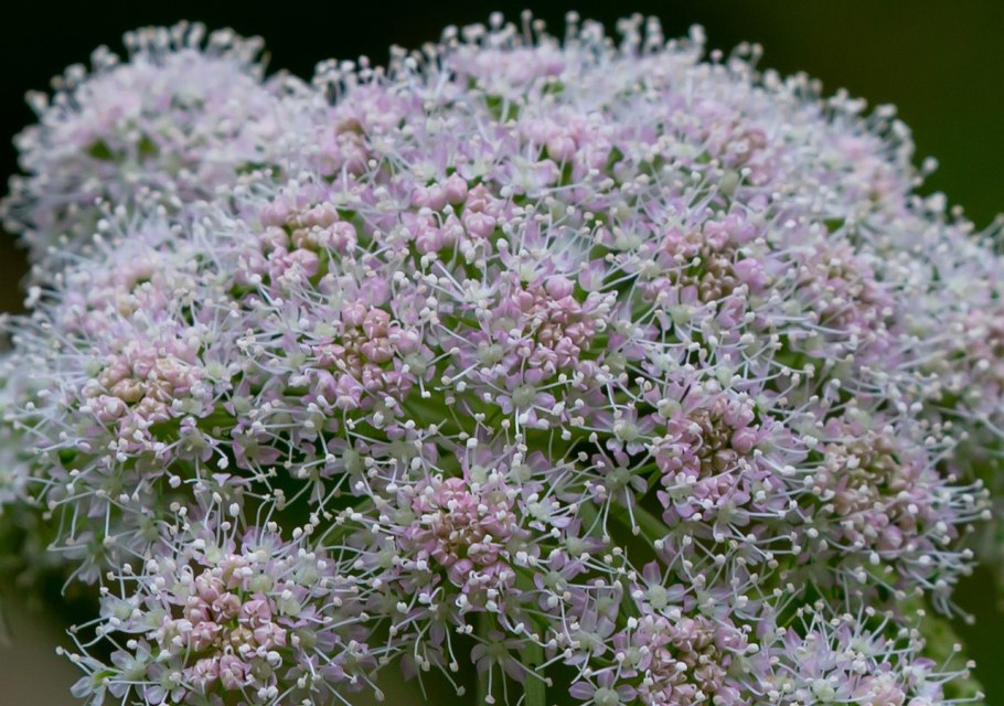 Дягиль соцветие