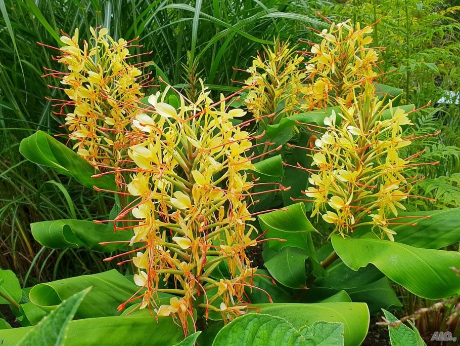 Hedychium gardnerianum