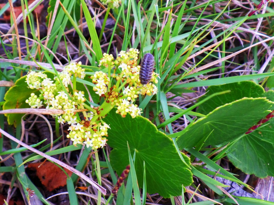 Полынь Artemisia annua