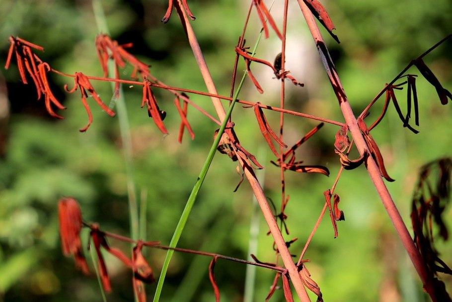 Вика бобовые