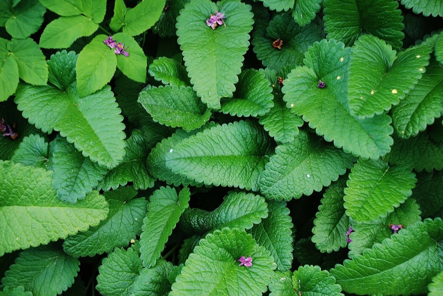 Росянка макро