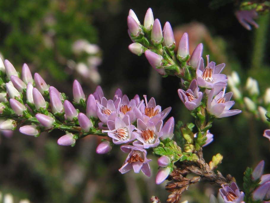 Вереск обыкновенный calluna vulgaris