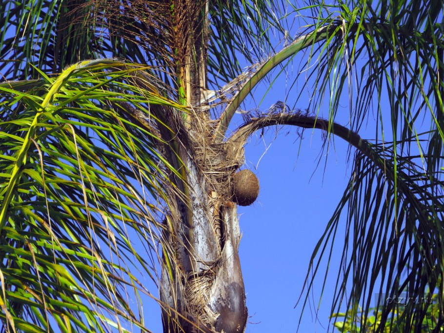 АА растение фото