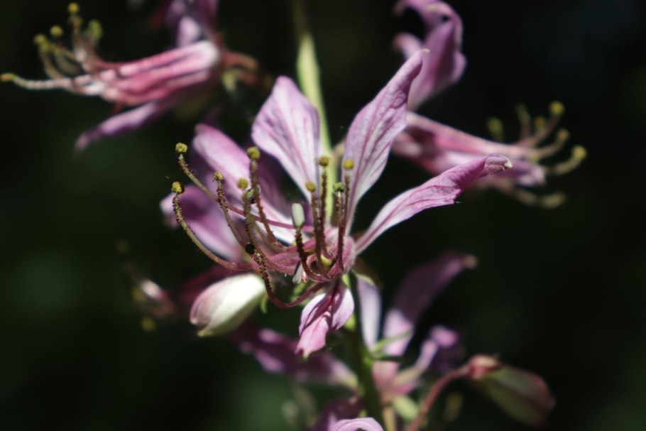 Растение похожее на солодку