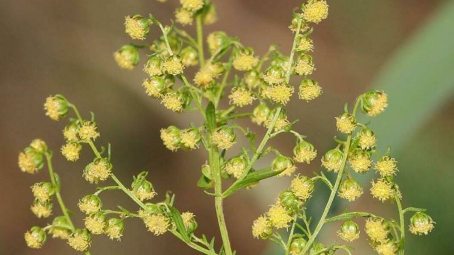 Что такое сопутствующие растения