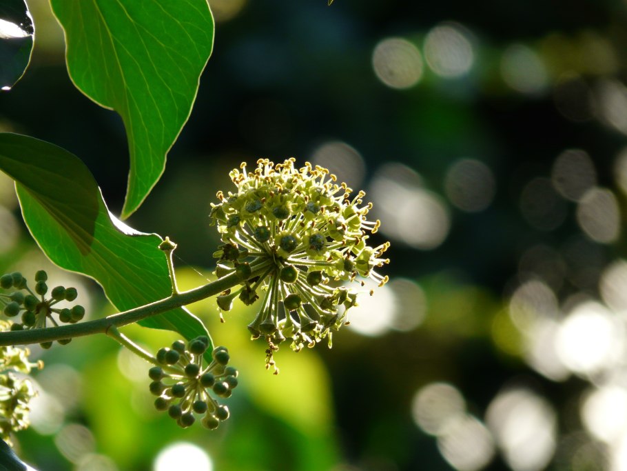 Dried Plants
