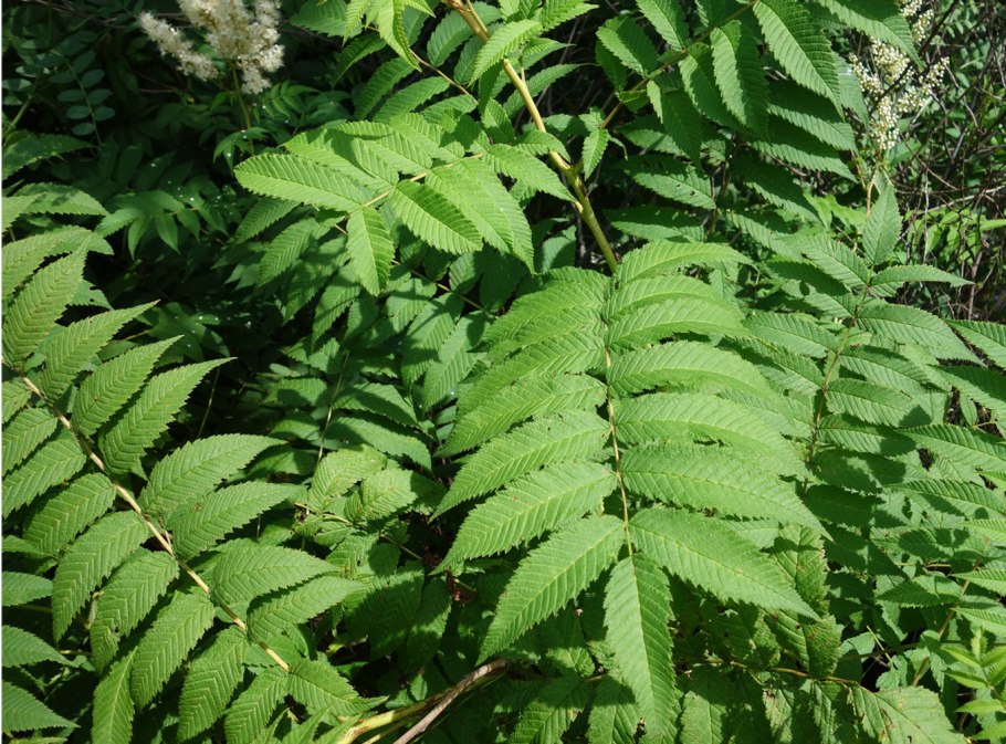 Рябинник рябинолистный sorbaria sorbifolia