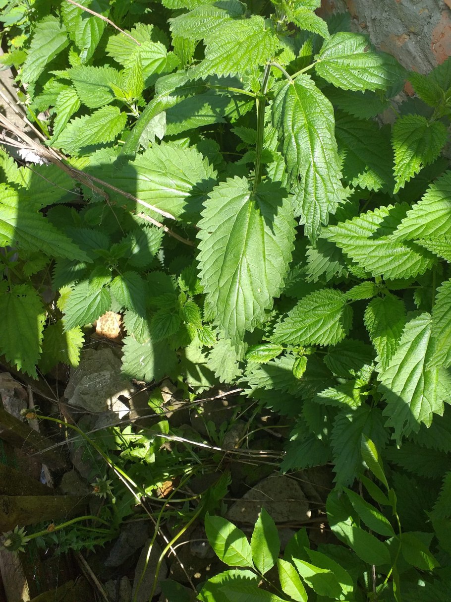 Рябинник рябинолистный побег