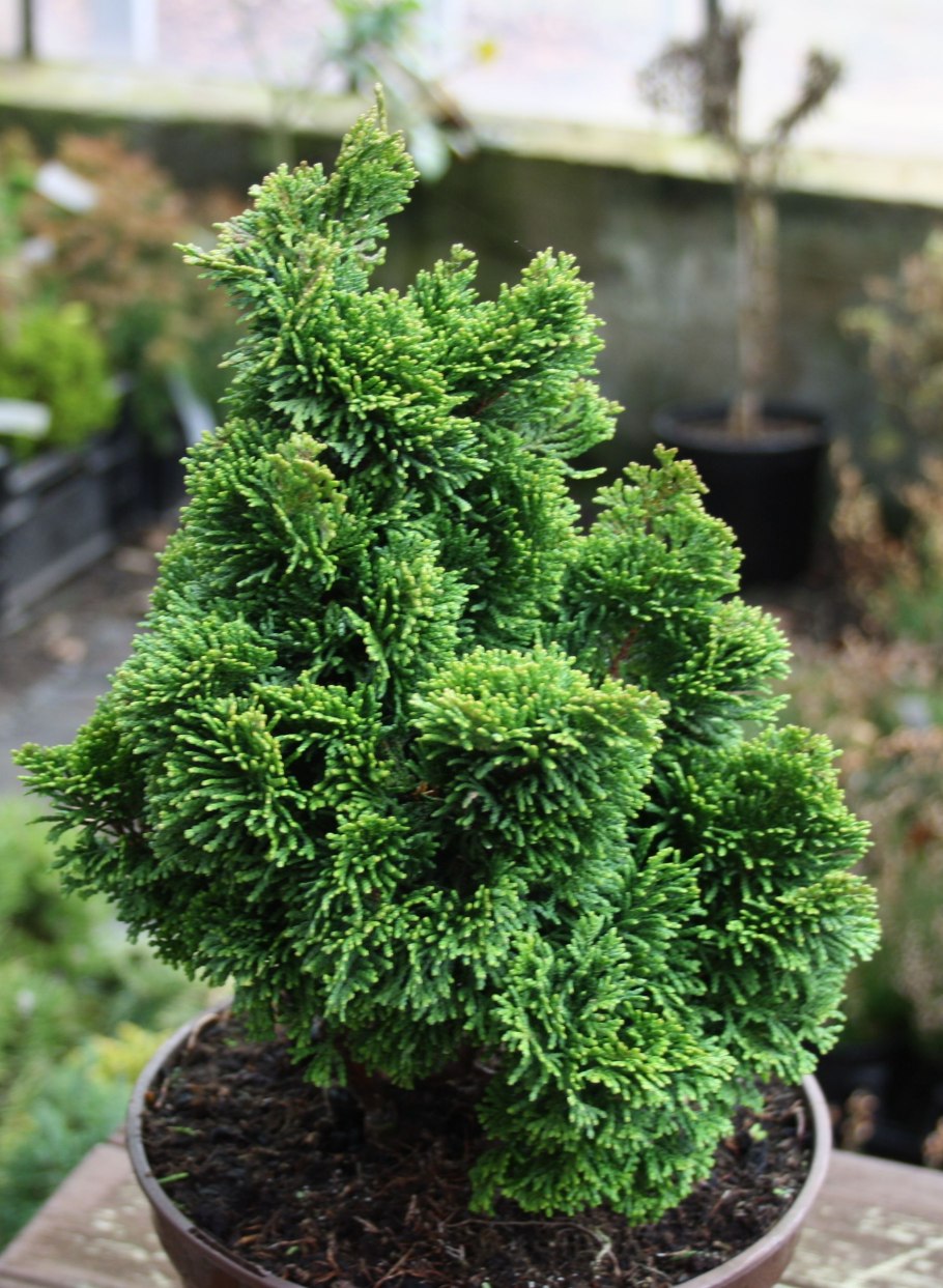 Кипарисовик нанаграцелис