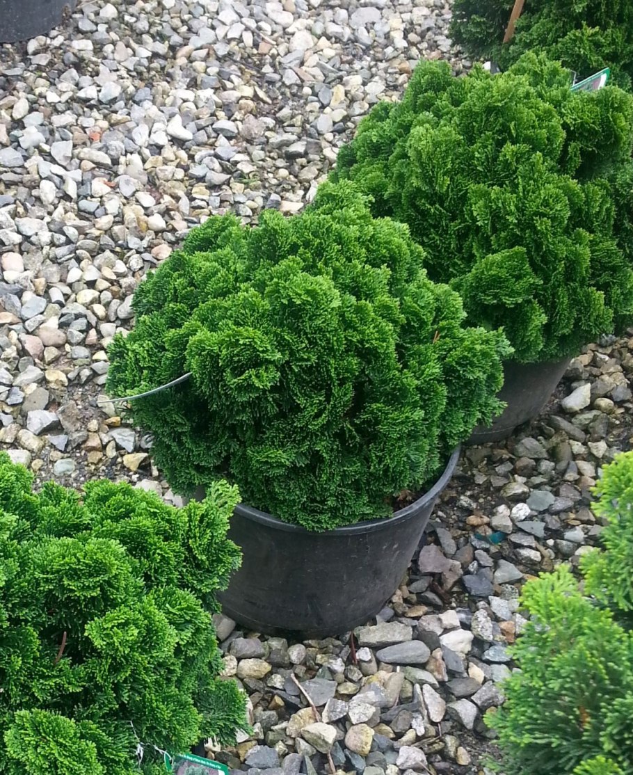 Кипарисовик туполистный Нана Ауреа