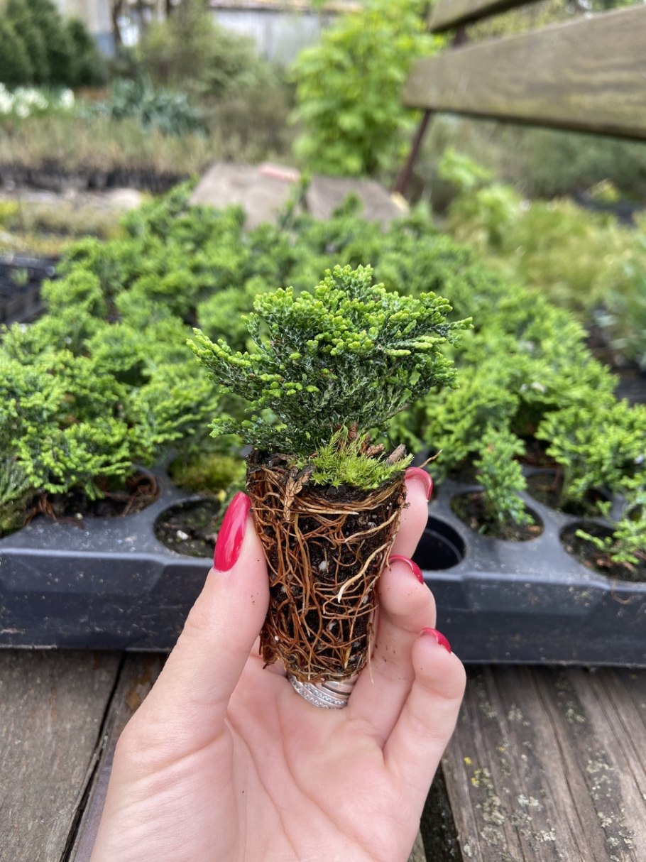 Кипарисовик Нана Грацилис