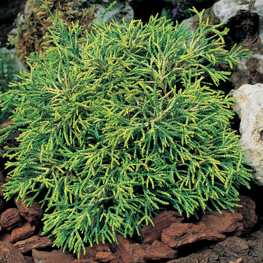 Кипарисовик Tsatsumi Gold