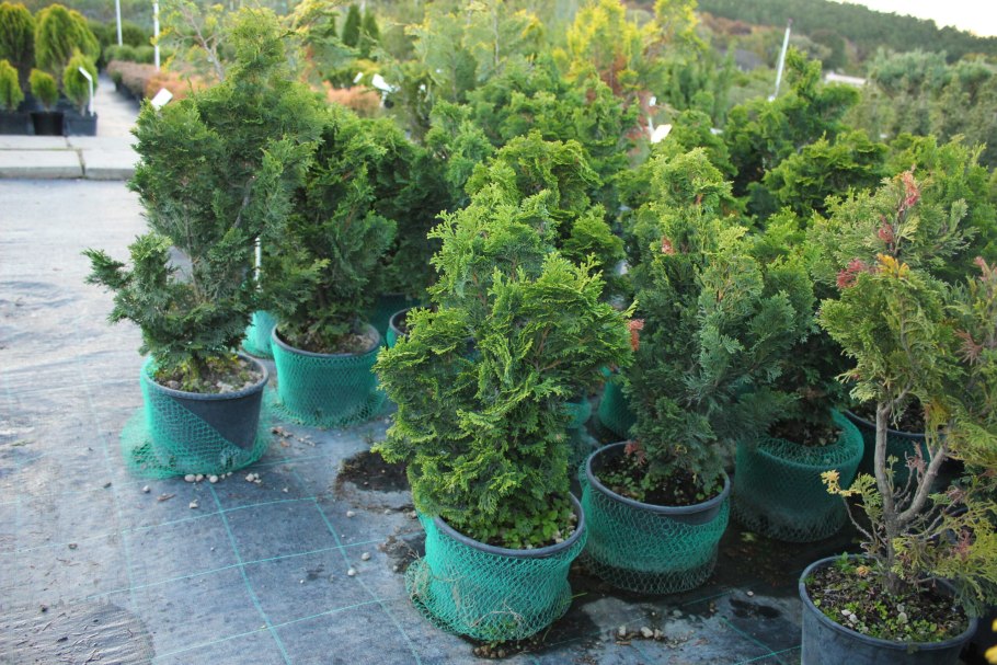 Кипарисовик туполистный Нана Грацилис