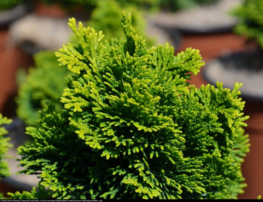 Кипарисовик Аврора