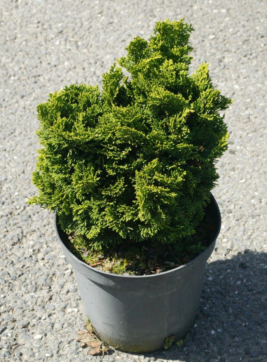 Можжевельник Нана Грацилис