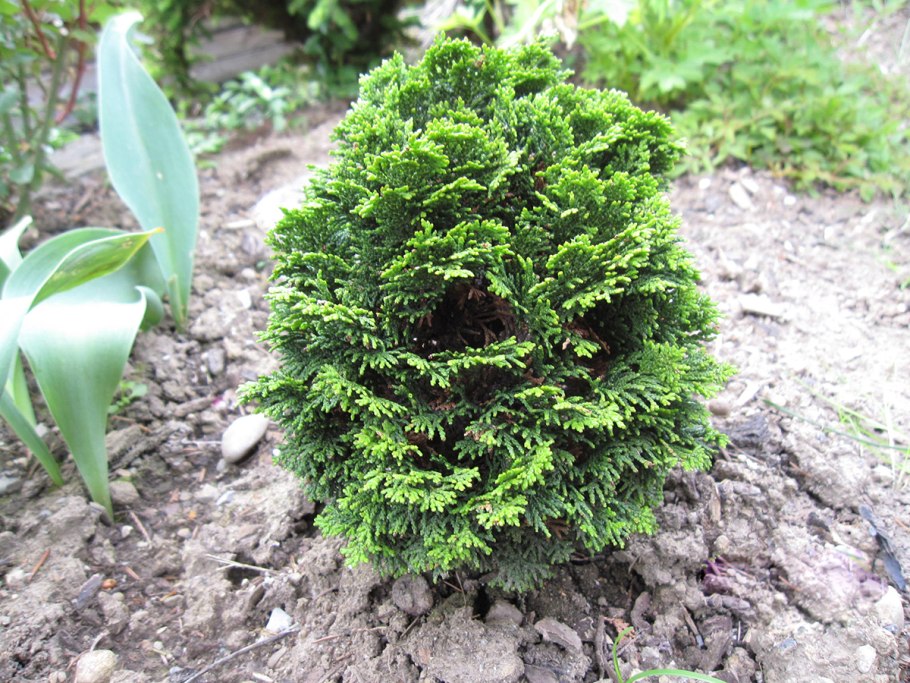 Кипарисовик тупой Чиримен