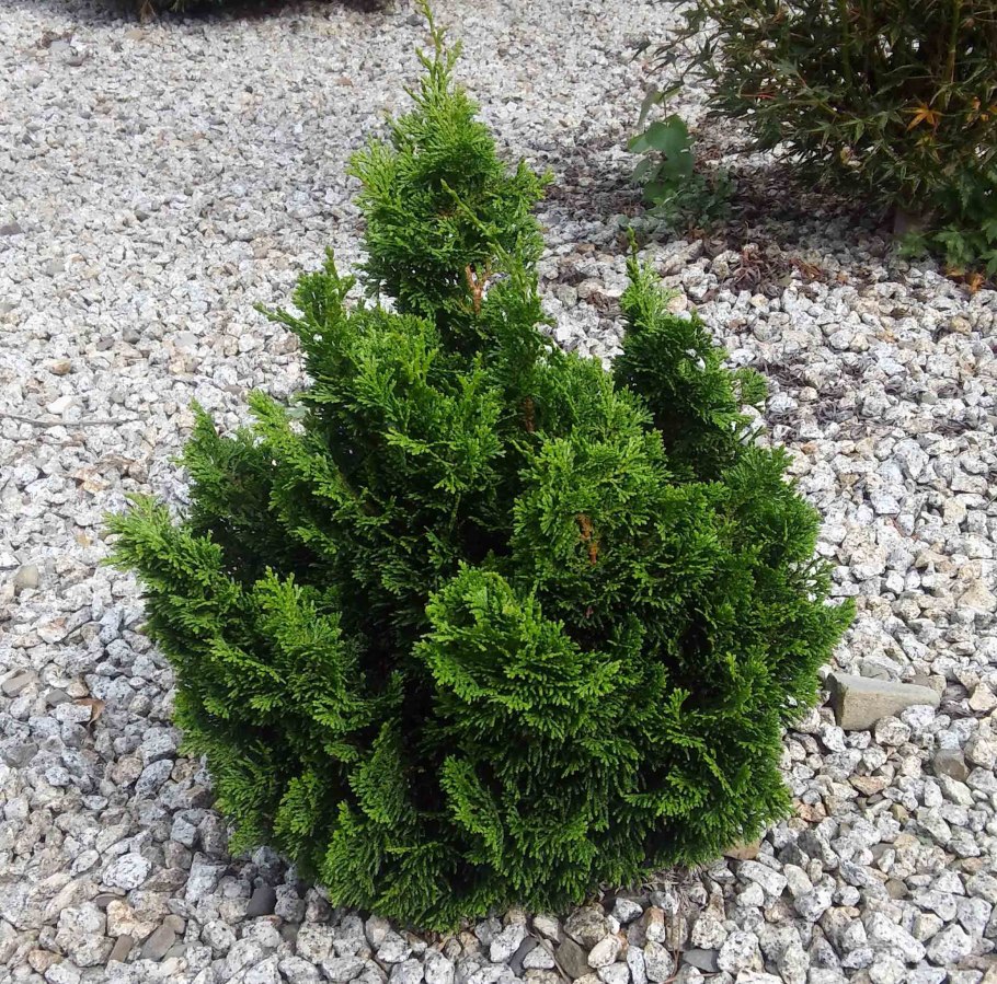 Кипарисовик тупой Нана Ауреа