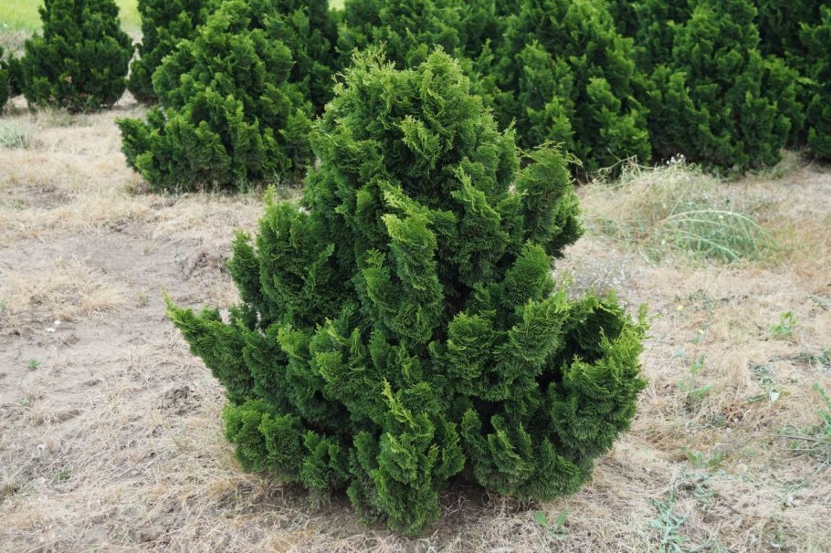 Кипарисовик Хамеципарис