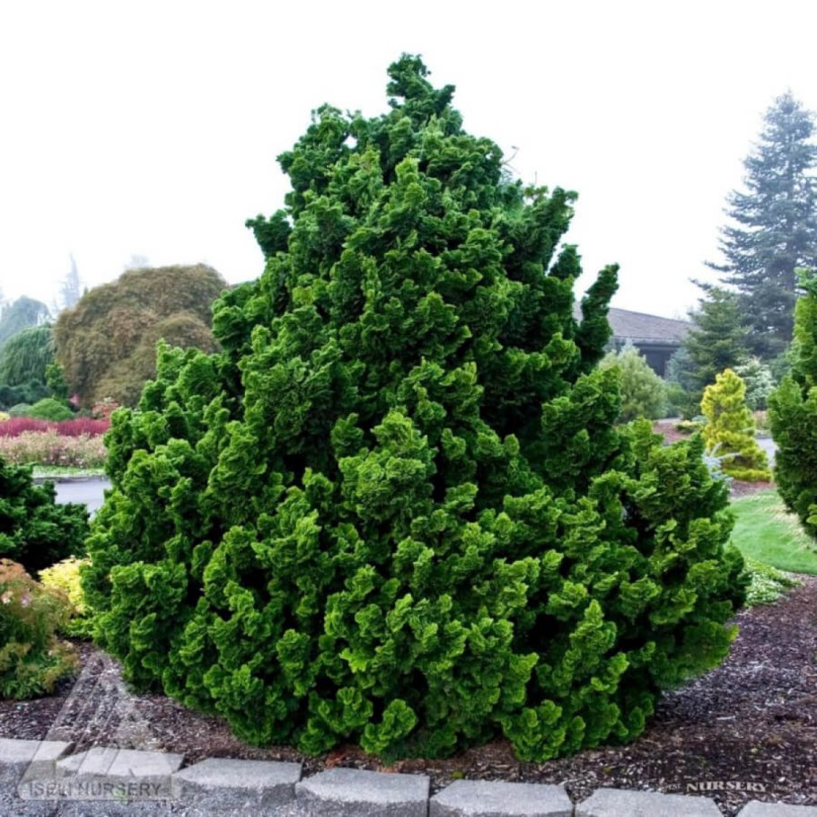 Кипарис Нана Грацилис