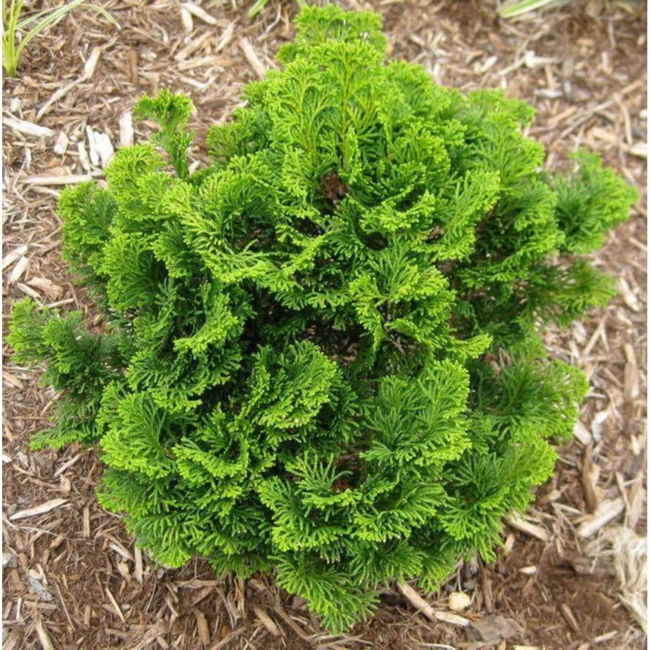 Кипарисовик Нана Грацилис