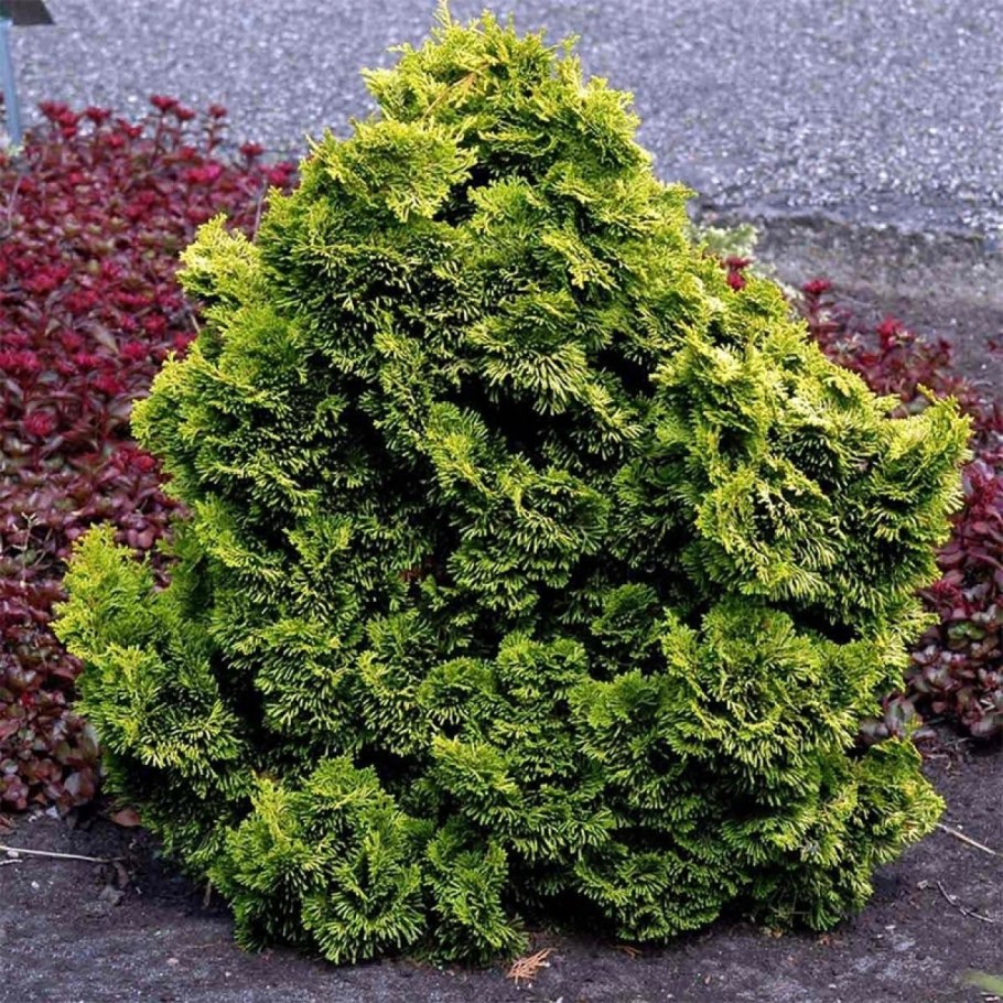 Кипарисовик туполистный Nana gracilis