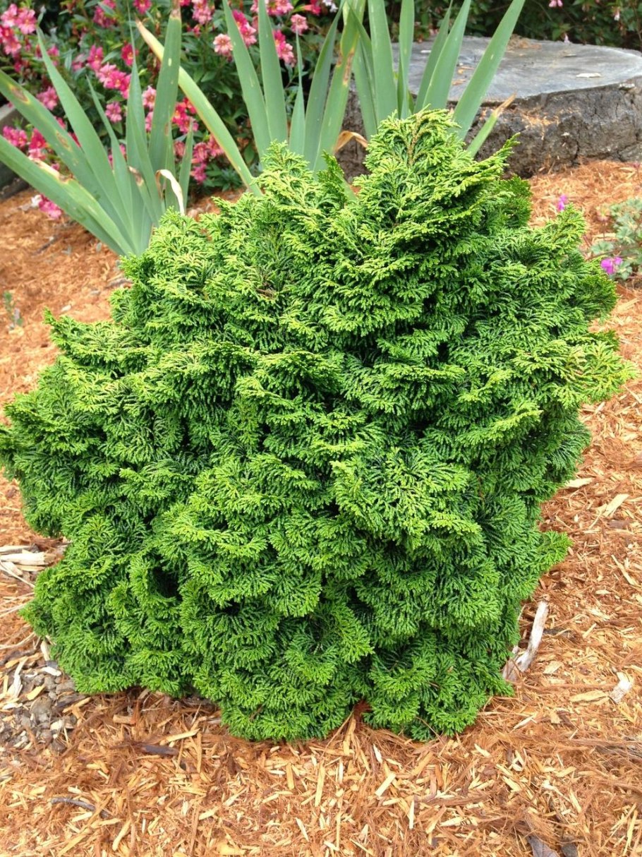 Кипарисовик Нана Грацилис