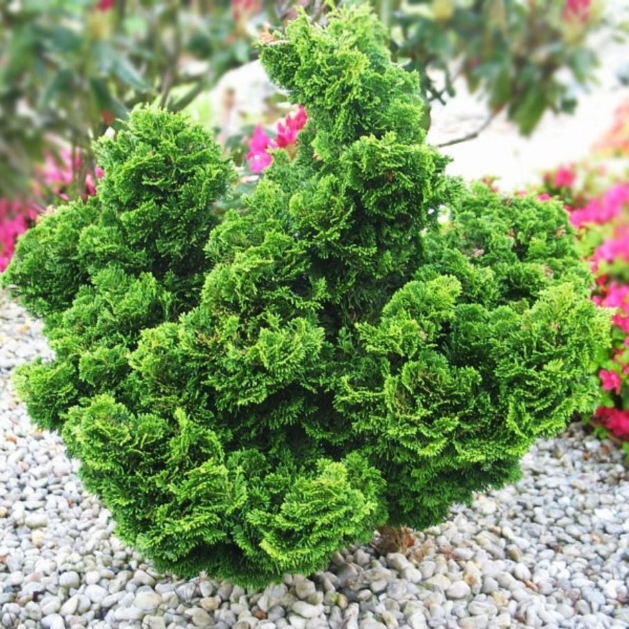 Кипарисовик Аврора