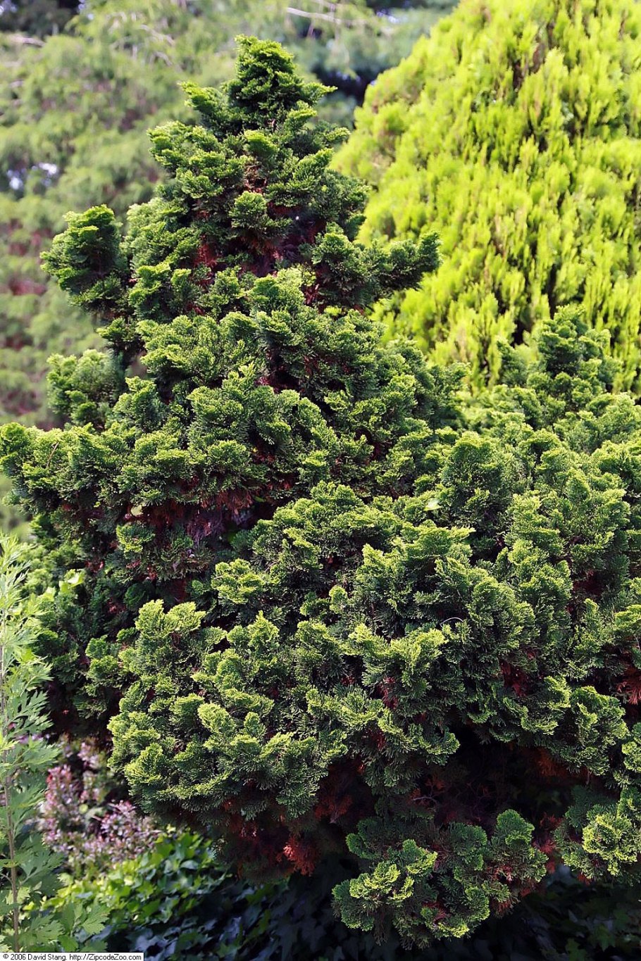 Кипарисовик туполистный Meroke Twin