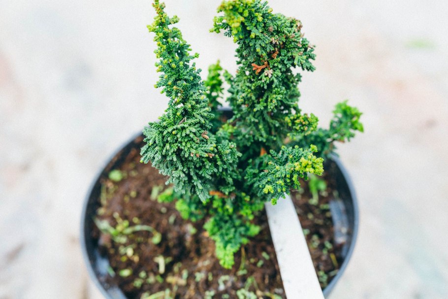 Кипарисовик Нана Грацилис