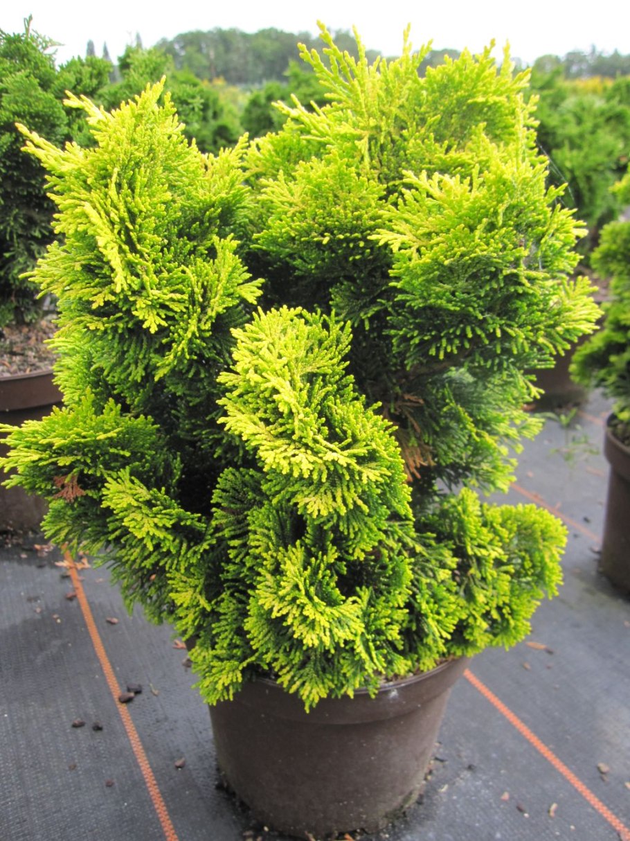 Кипарисовик Teddy Bear