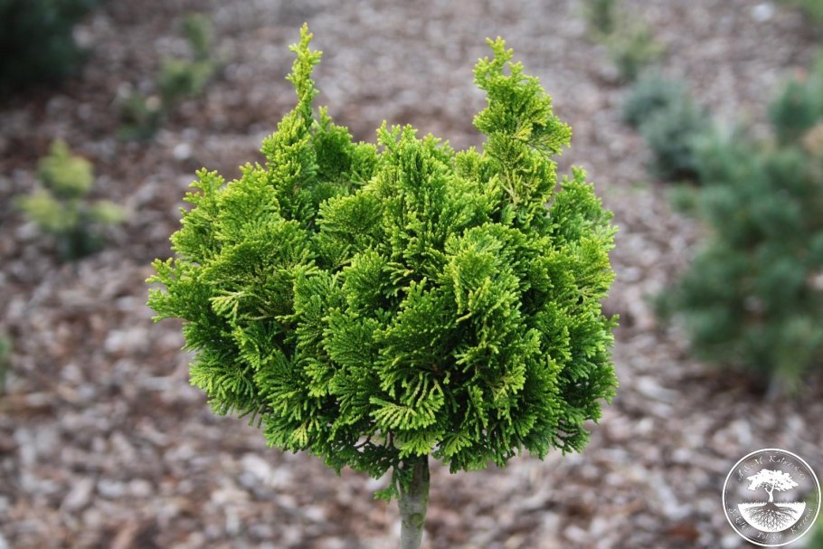 Кипарисовик Нана Грацилис