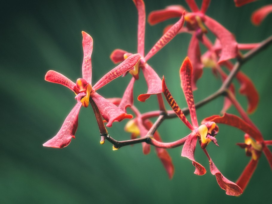 Аранда цветок