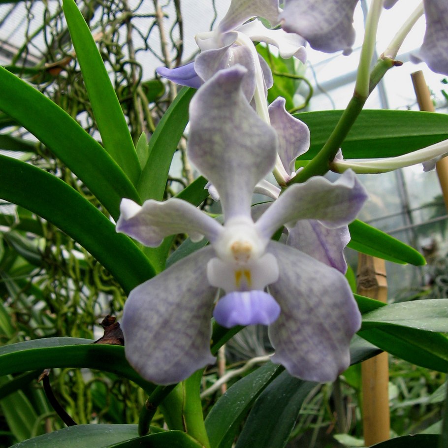 Cattleya loddigesii